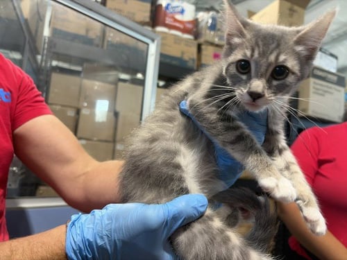 AMELIA - Domestic Short Hair available for adoption