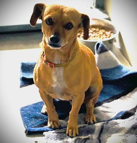 NATA - Chihuahua available for adoption