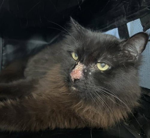 CRUSTY - Domestic Short Hair available for adoption