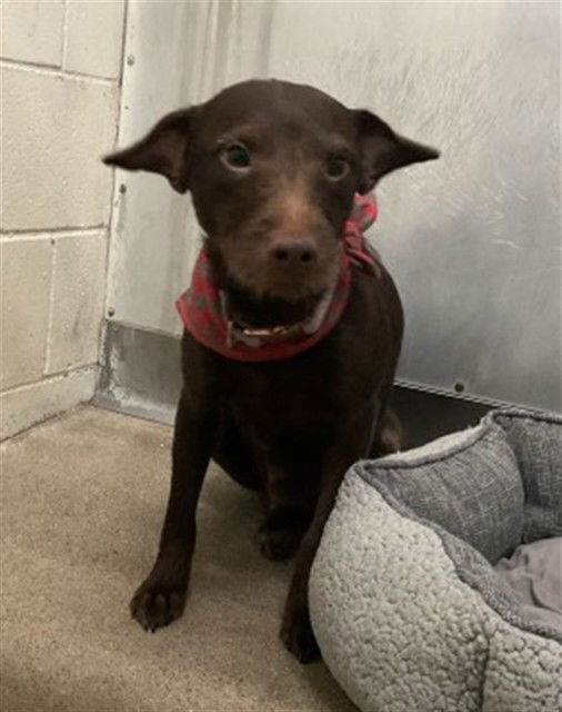 BROWNIE - Patterdale Terrier (Fell Terrier) available for adoption