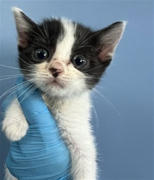 ROCKET - Domestic Short Hair available for adoption