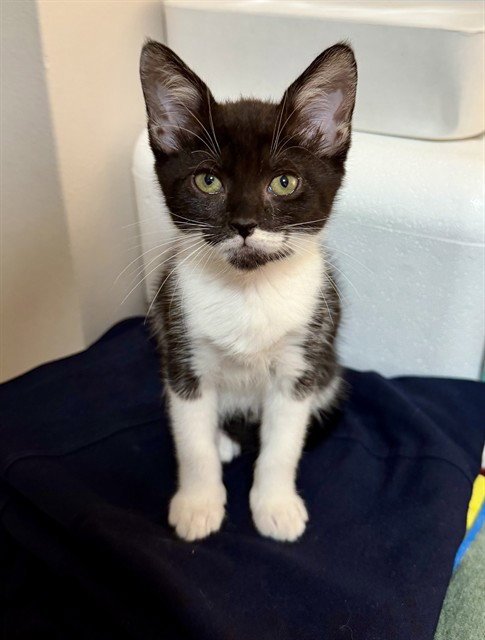 KIARA - Domestic Short Hair available for adoption