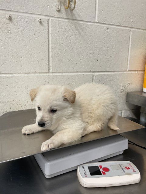 CASPER - German Shepherd Dog available for adoption