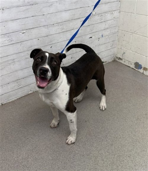 REX - Pit Bull Terrier available for adoption