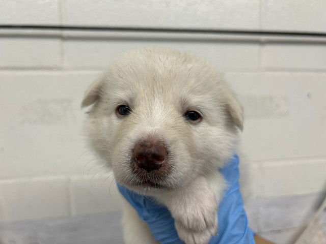 LYRA - German Shepherd Dog available for adoption