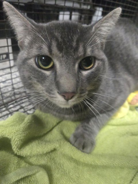 WALTER - Domestic Short Hair available for adoption