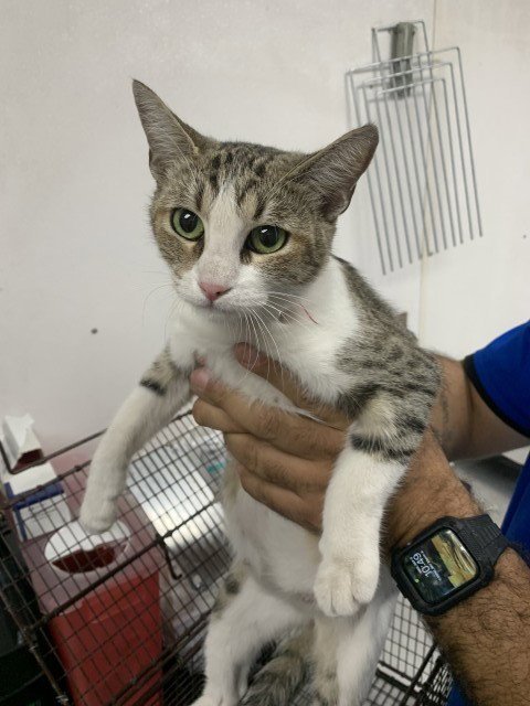 CHERYL - Domestic Short Hair for adoption in San Bernardino