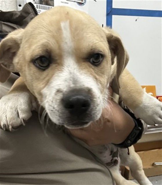 BANANA - American Pit Bull Terrier / Basset Hound available for adoption