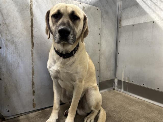 KOBU - Labrador Retriever / Mastiff available for adoption