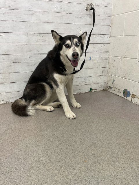 MANDY - Siberian Husky available for adoption