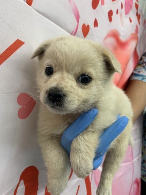 CHEESECAKE - Australian Cattle Dog/Blue Heeler / Chihuahua available for adoption