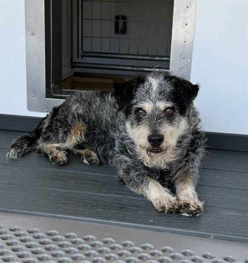BARRY - Australian Cattle Dog/Blue Heeler available for adoption