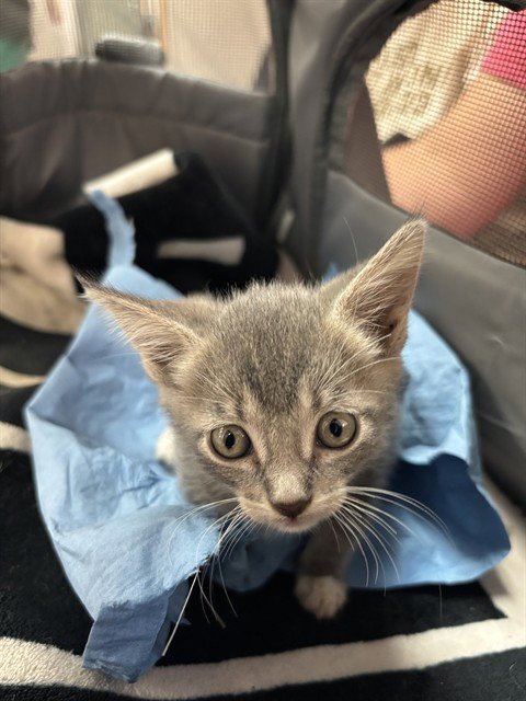 TEACUP - Domestic Short Hair available for adoption