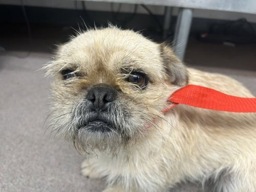 BONDY - Brussels Griffon available for adoption