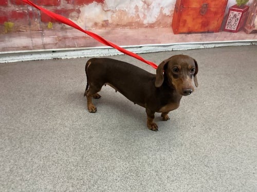 ELOISE - Dachshund available for adoption