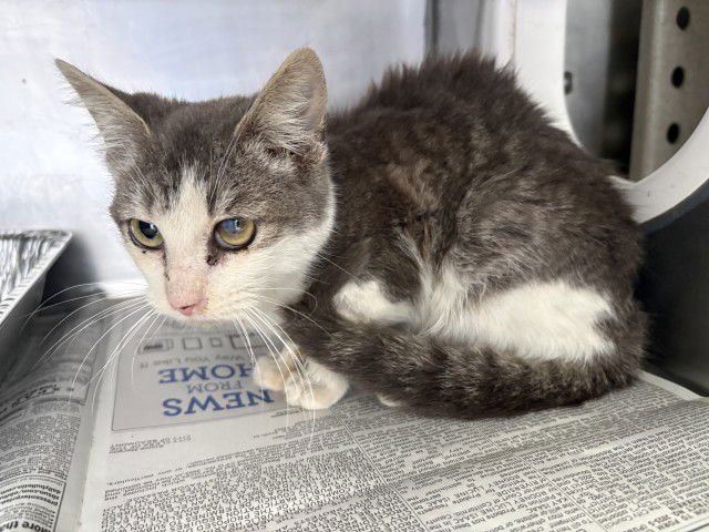 TIMOTHY - Domestic Short Hair available for adoption