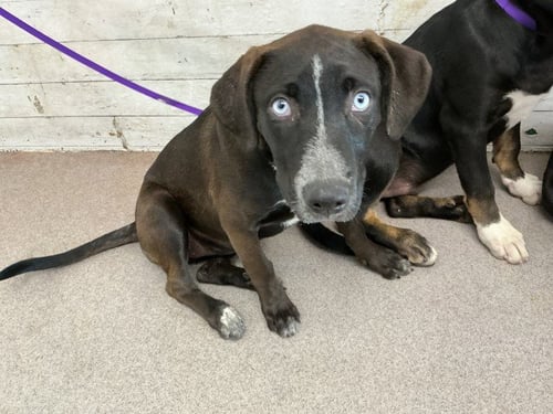 HARLEY - Labrador Retriever available for adoption