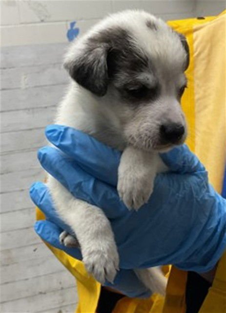 DEREK - Australian Cattle Dog/Blue Heeler available for adoption