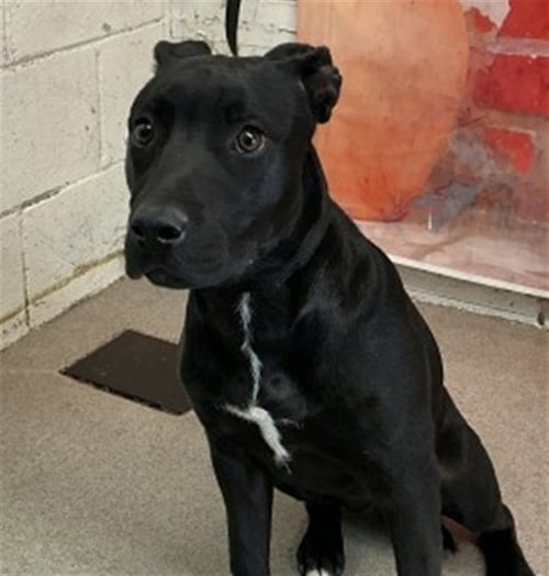 BALOO - Labrador Retriever available for adoption