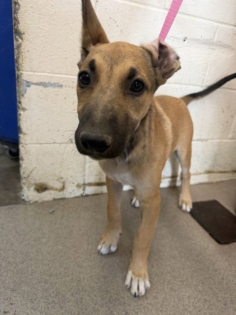 ANNETTE - German Shepherd Dog available for adoption