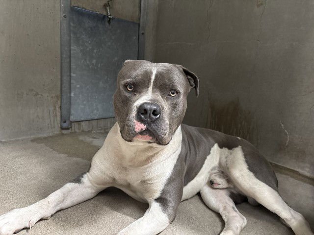 CHAD - American Pit Bull Terrier available for adoption