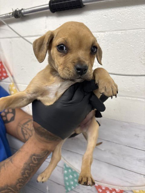 TATER TOT - Pit Bull Terrier available for adoption