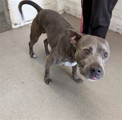 BASIL - Pit Bull Terrier available for adoption