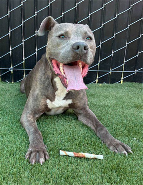 BASIL - Pit Bull Terrier available for adoption