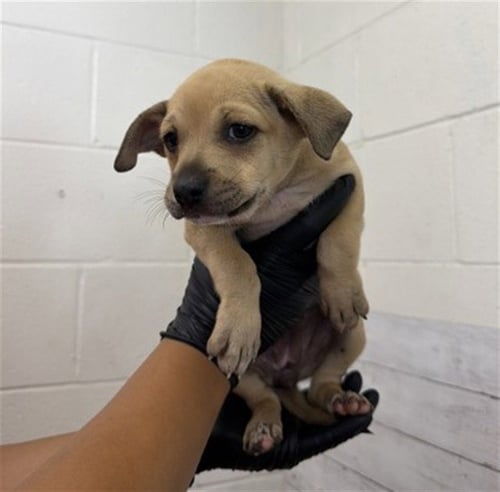 OCTUBRE - Pit Bull Terrier available for adoption