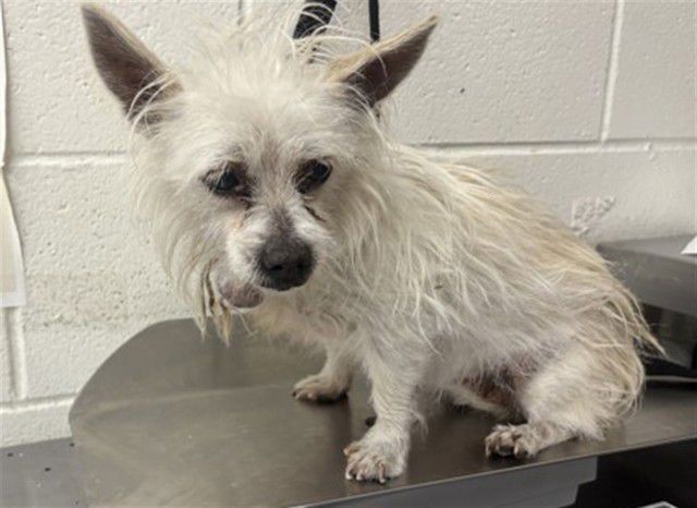 FIONA - Terrier available for adoption