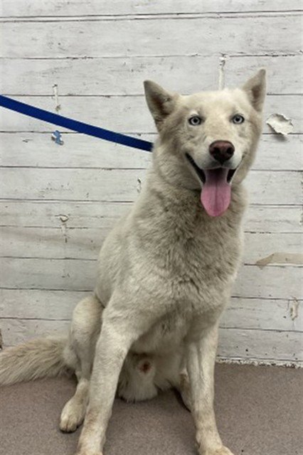 OCEAN - Siberian Husky available for adoption