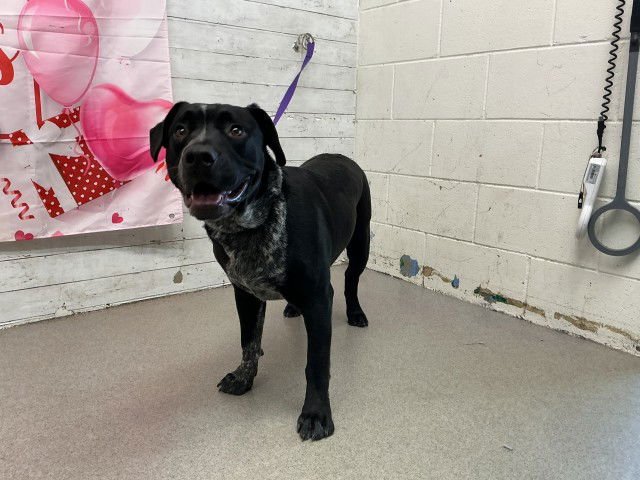 SMOKEY - Pit Bull Terrier available for adoption