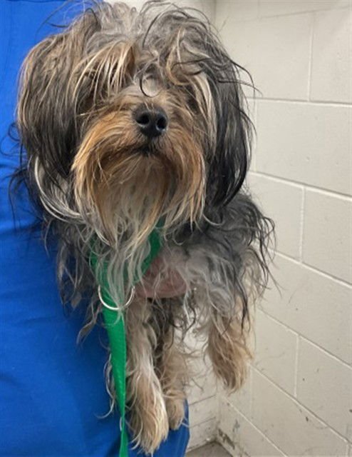 RILEY - Yorkshire Terrier Yorkie available for adoption