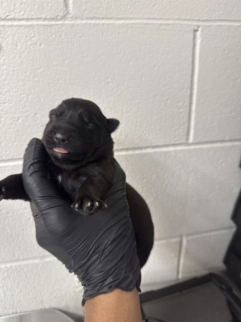 BERRY - Belgian Shepherd Malinois available for adoption