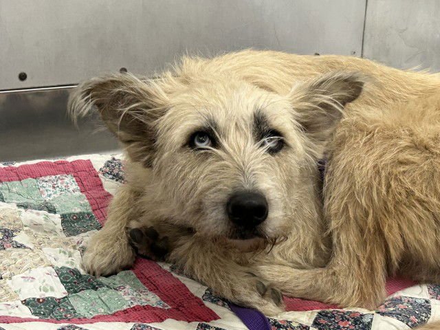 STELLA - Terrier available for adoption