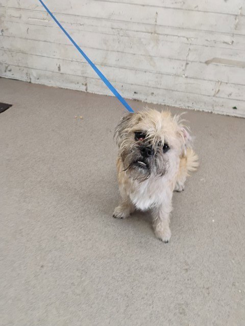 MIGUEL - Border Terrier available for adoption