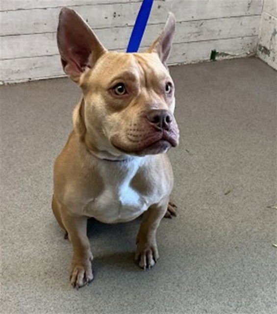 SPARTA - Pit Bull Terrier available for adoption