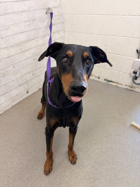 WINSTON - Doberman Pinscher available for adoption