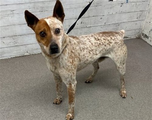 LUKA - Australian Cattle Dog/Blue Heeler available for adoption