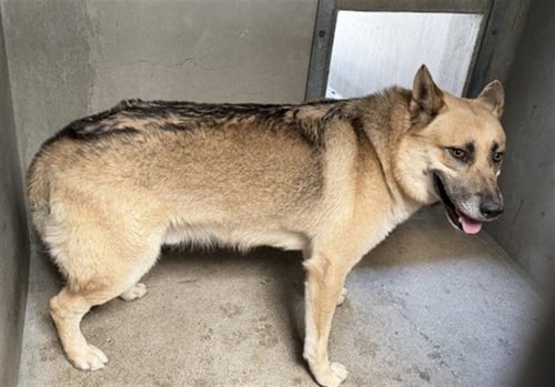 MARTY - German Shepherd Dog available for adoption