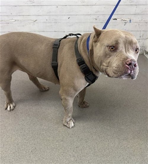 DUDE - Pit Bull Terrier available for adoption