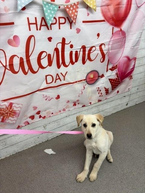 SHEBA - Labrador Retriever available for adoption