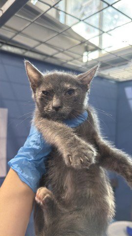 FLOR - Domestic Short Hair available for adoption