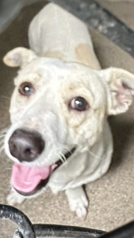 OSO - Chihuahua available for adoption