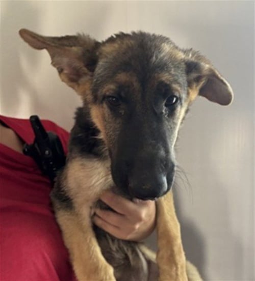 BOBO - German Shepherd Dog available for adoption