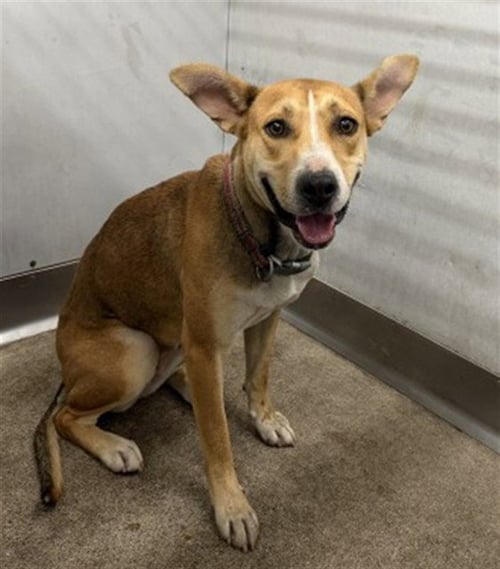 CAM - Pit Bull Terrier available for adoption
