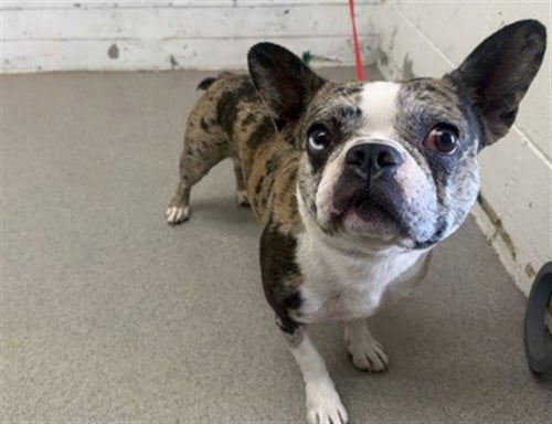 DROOLIUS CAESAR - French Bulldog available for adoption