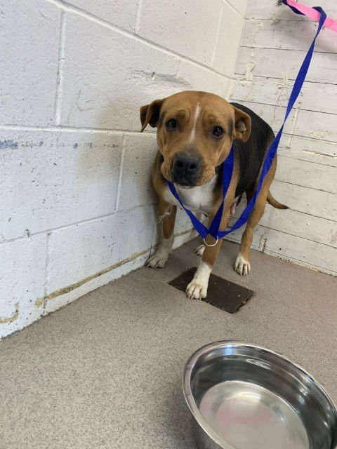 POPPY - Pit Bull Terrier available for adoption