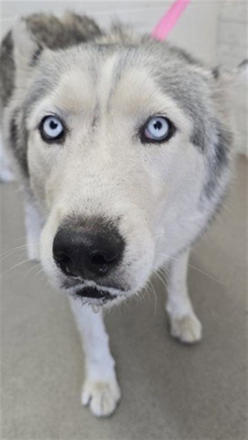 CALYPSO - Siberian Husky available for adoption