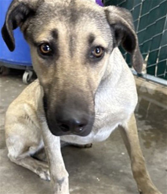 SHAYNE - German Shepherd Dog / Great Dane available for adoption